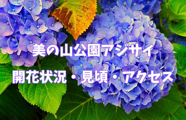 美の山公園　アジサイ　開花状況　見頃　アクセス